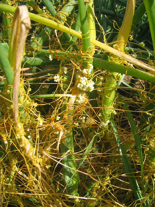 A severe infestation of dodder in an onion bulb crop. Note the clusters of small, white flowers.