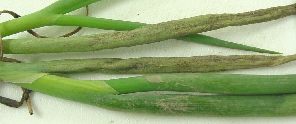 Two onion leaves on which sporulation of the downy mildew pathogen, <em>Peronospora destructor</em>, appears as if soil is adhering to the leaves compared to healthy leaves (lower two leaves).