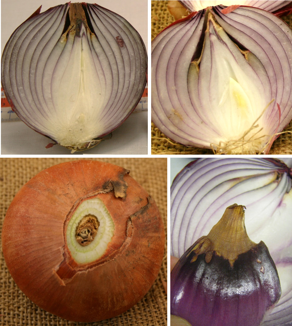 Symptoms of internal dry scale in onion bulbs of diverse cultivars grown in the semiarid PNW in 2014 and 2015