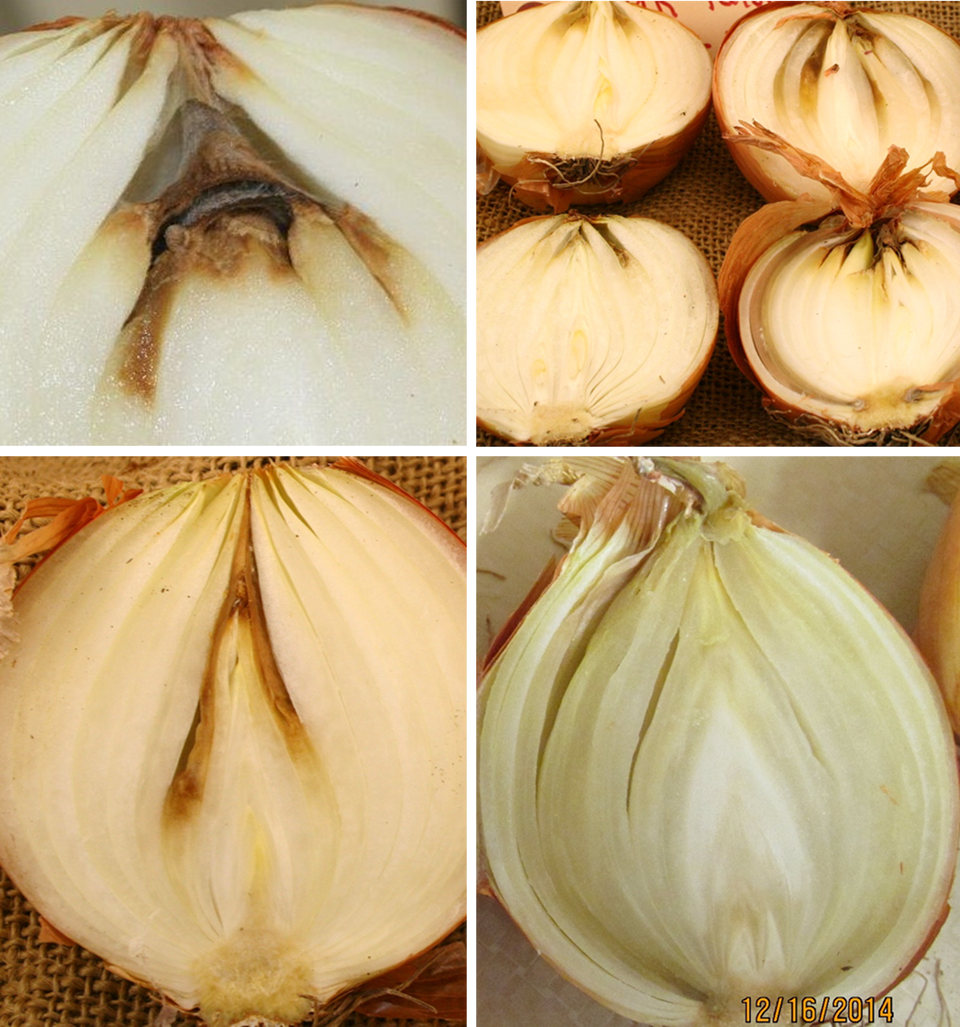 Colonization of internal dry scales of onion bulbs by Fusarium proliferatum (upper left), bacteria (upper right and lower left photos), and a yeast (lower right photo)