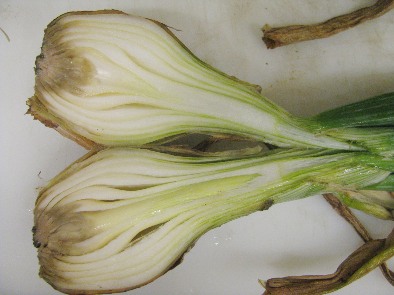 Photo of Fusarium
		basal rot of onion bulbs of the cultivar Gunnison caused by Fusarium
		oxysporum f. sp. cepae.