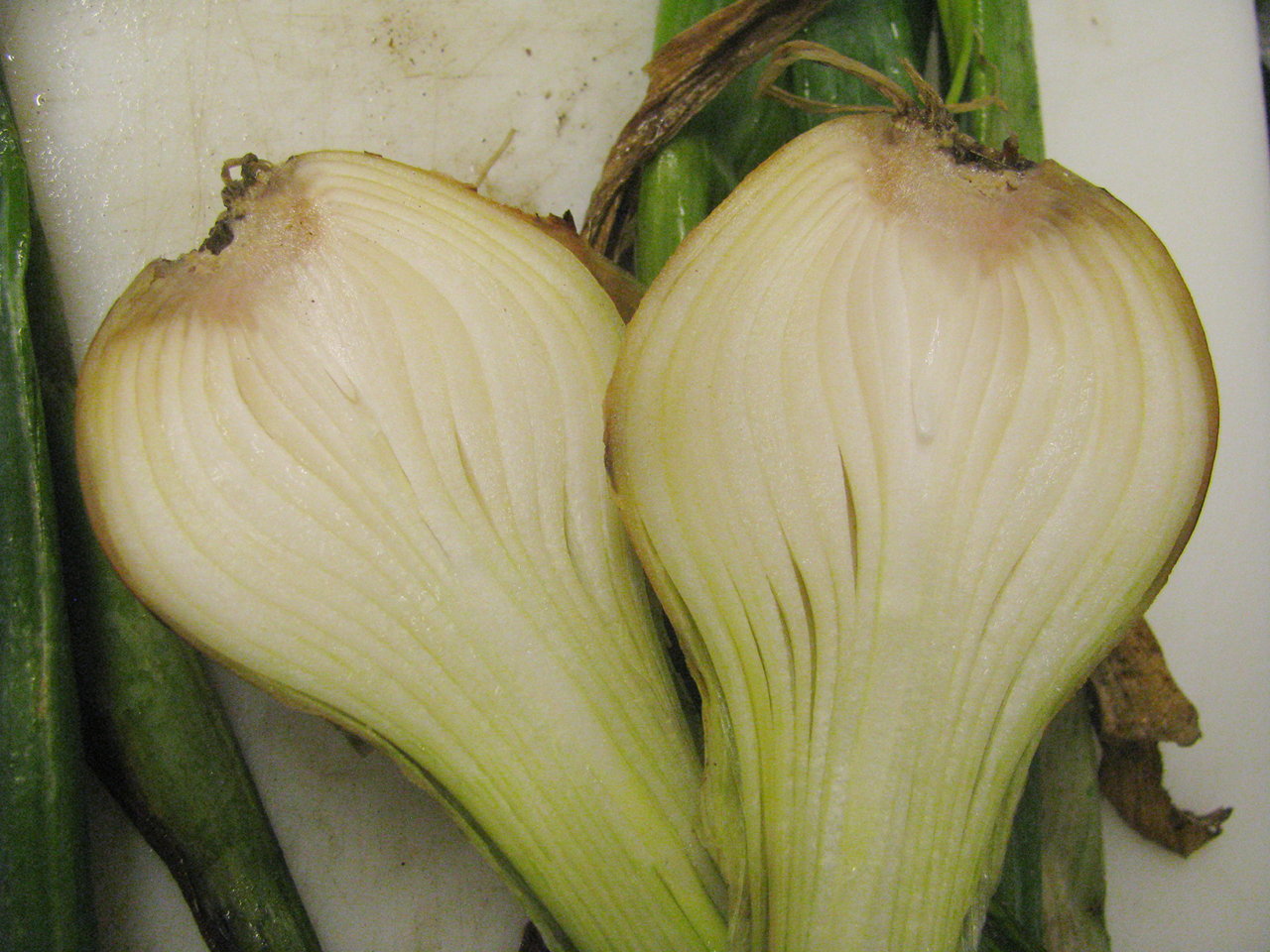 Photo of Fusarium
		basal rot of onion bulbs of the cultivar Gunnison caused by Fusarium
		oxysporum f. sp. cepae.
