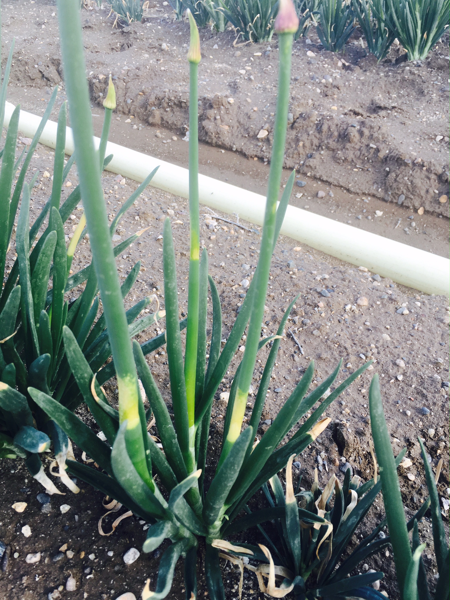 Injury to an onion seed crop as a result of drift of the herbicide Roundup (glyphosate) from an adjacent field. Note the stark, chlorotic (yellow) band across the scapes and the necrotic (dead) band of tissue at the ends of some of the leaves, indicating the stage of growth of the crop at the time the drift occurred