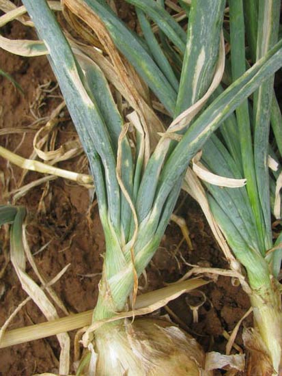 Photo of leasions in bulb onion crop