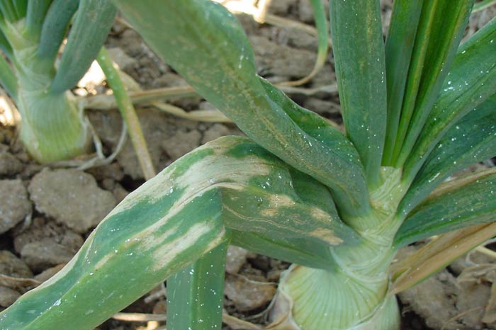 Photo of necrotic lesions in bulb onion crop.