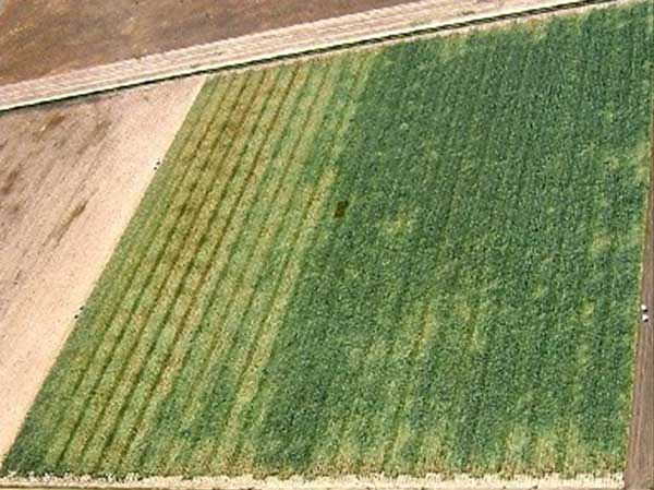 Aerial photo showing a gradient of severity of symptoms of iris yellow spot