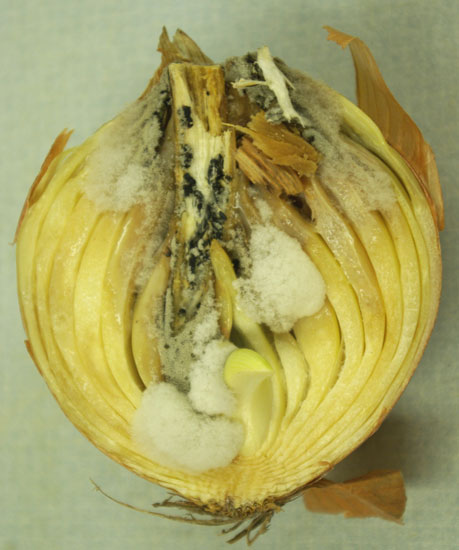 Photo of neck rot of onion