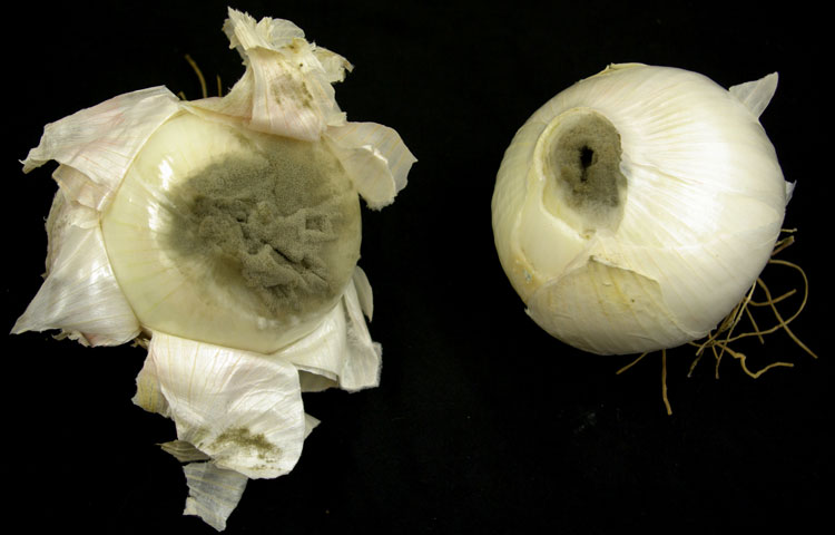 Photo of neck rot of onion
