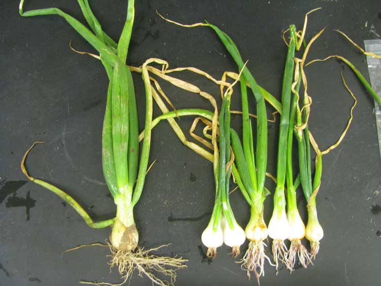 Photo showing symptoms of pink root on onion
