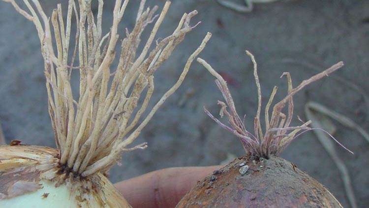 Photo of Walla Walla: Mild (left) vs. severe (right) symptoms of pink root infection on mature onion plants.