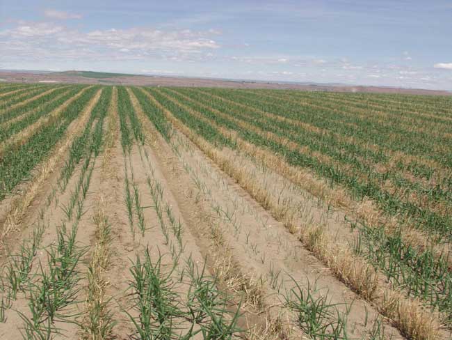 Photo of large patch of stunted onion plants in the Columbia Basin of Washington/Oregon, caused by Rhizoctonia.