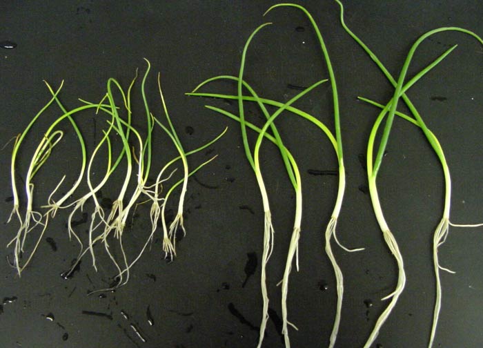Photo of onion plants sampled from within a stunted patch (left) compared to plants sampled from an adjacent, healthy area of the field (right).