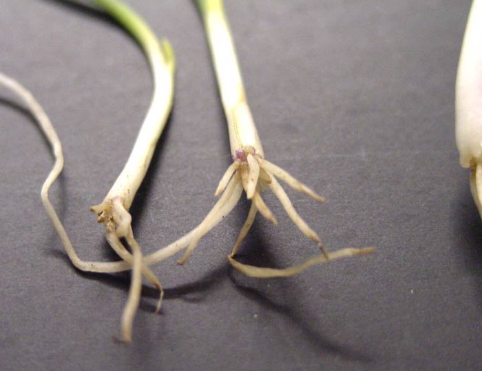 Close-up photo of the spear-tipping effect of onion roots on seedlings sampled from a stunted patch caused by Rhizoctonia.