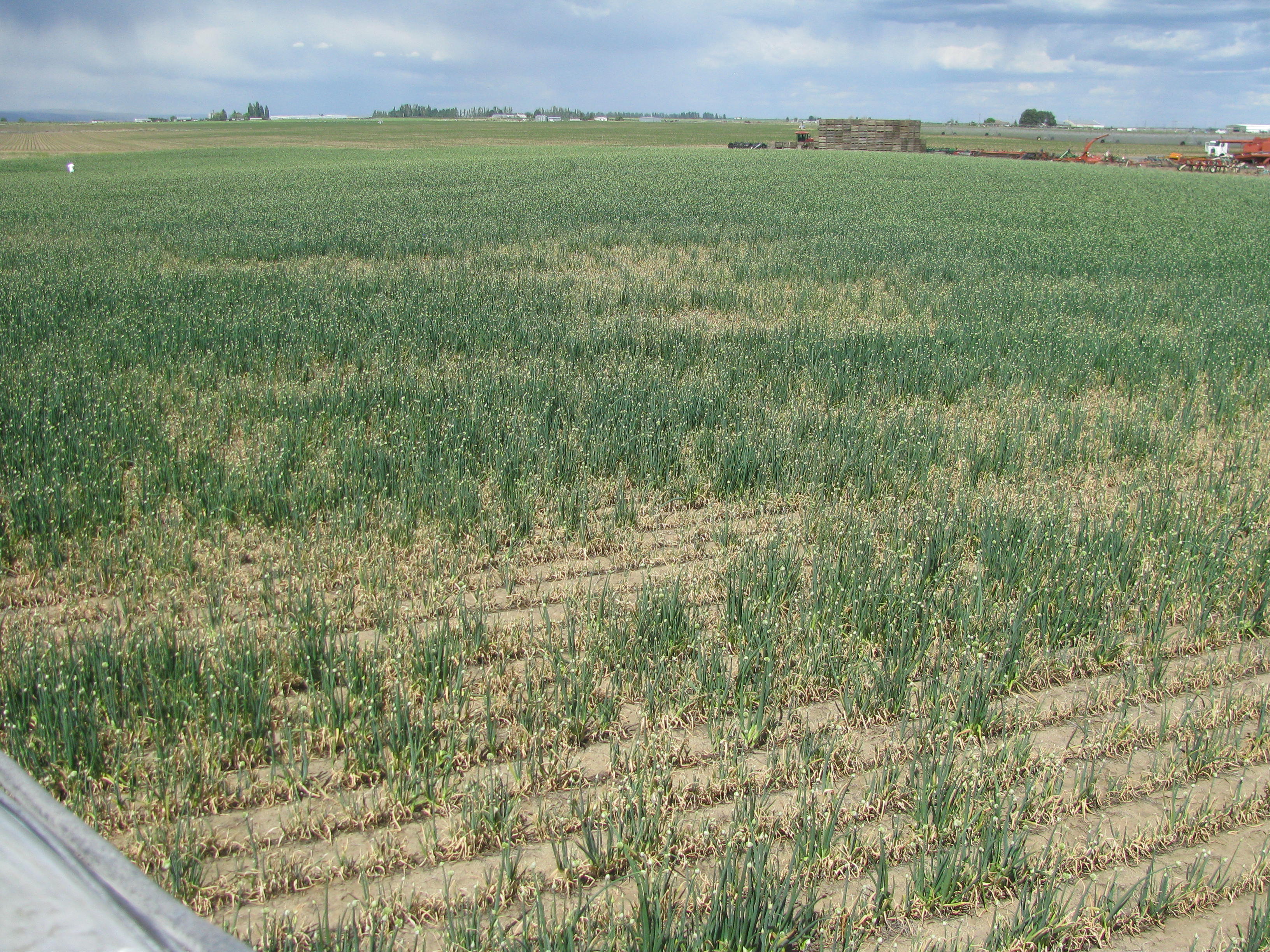 Stunted plants in an onion seed crop caused by the white rot fungus, <em>Sclerotium cepivorum</em>.
