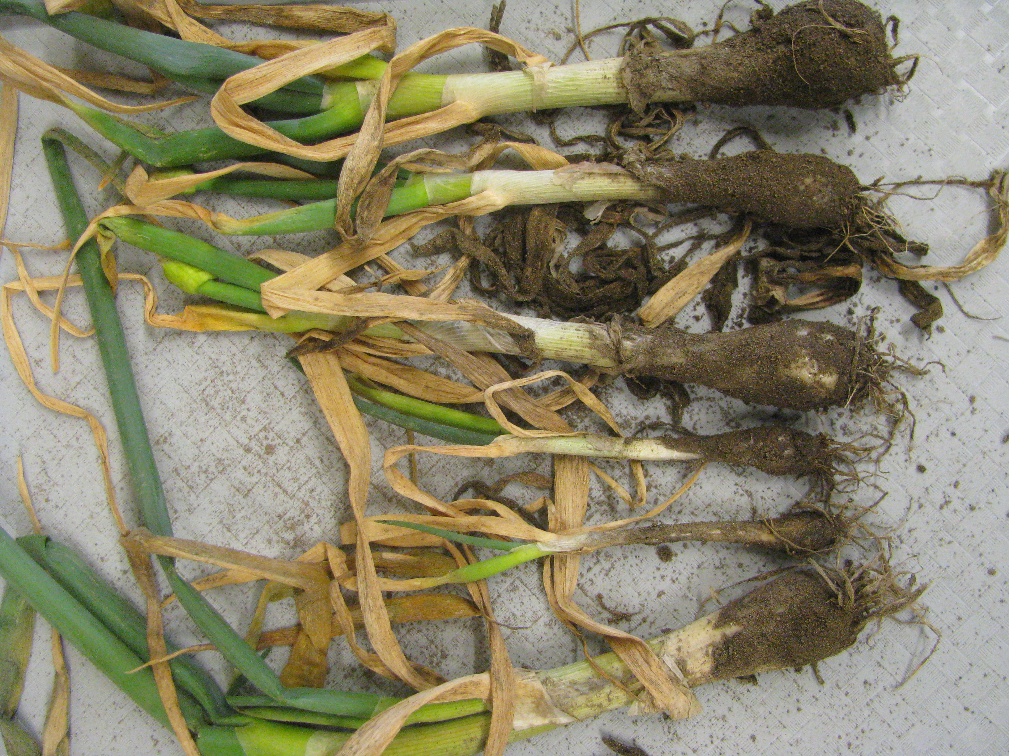 Symptoms of white mold on plants from an onion seed crop   include stunting, leaf chlorosis and dieback, and soil adhering to mycelium of the pathogen, <em>Sclerotium cepivorum</em>, on the bulbs and necks. 