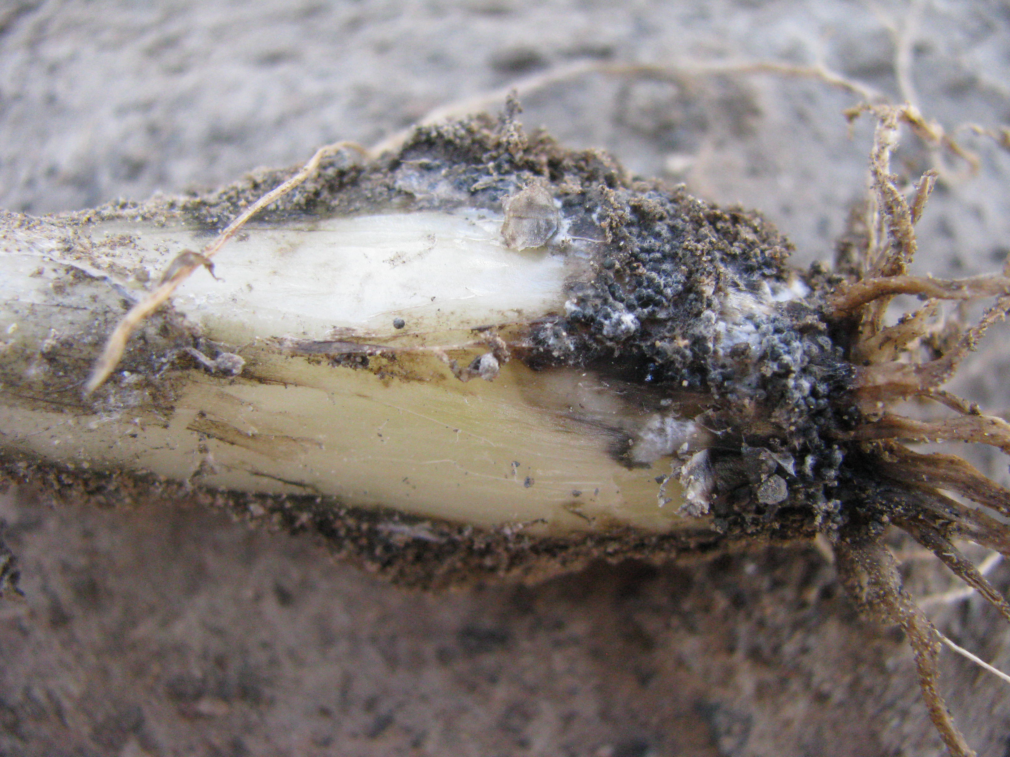 Symptoms and signs of white mold on an onion plant cut lengthwise   through the bulb to reveal a rot extending into the bulb, and dark, pinhead size sclerotia of the pathogen, <em>Sclerotium cepivorum</em>. 