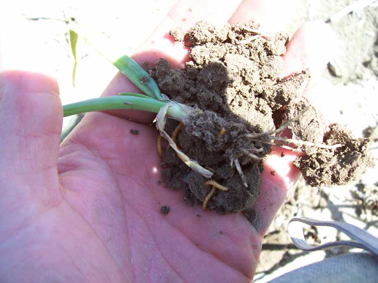 Photo of wireworms in soil around onion roots
