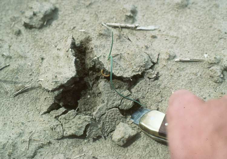 Photo of wireworm in soil near onion roots