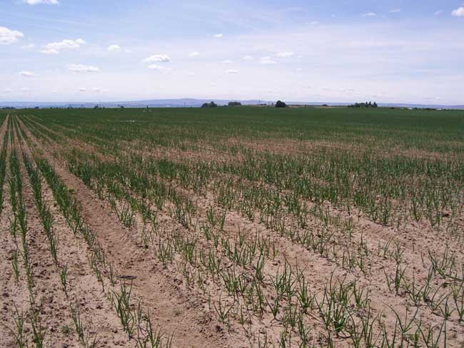 Photo of onion field showing damage from wireworm