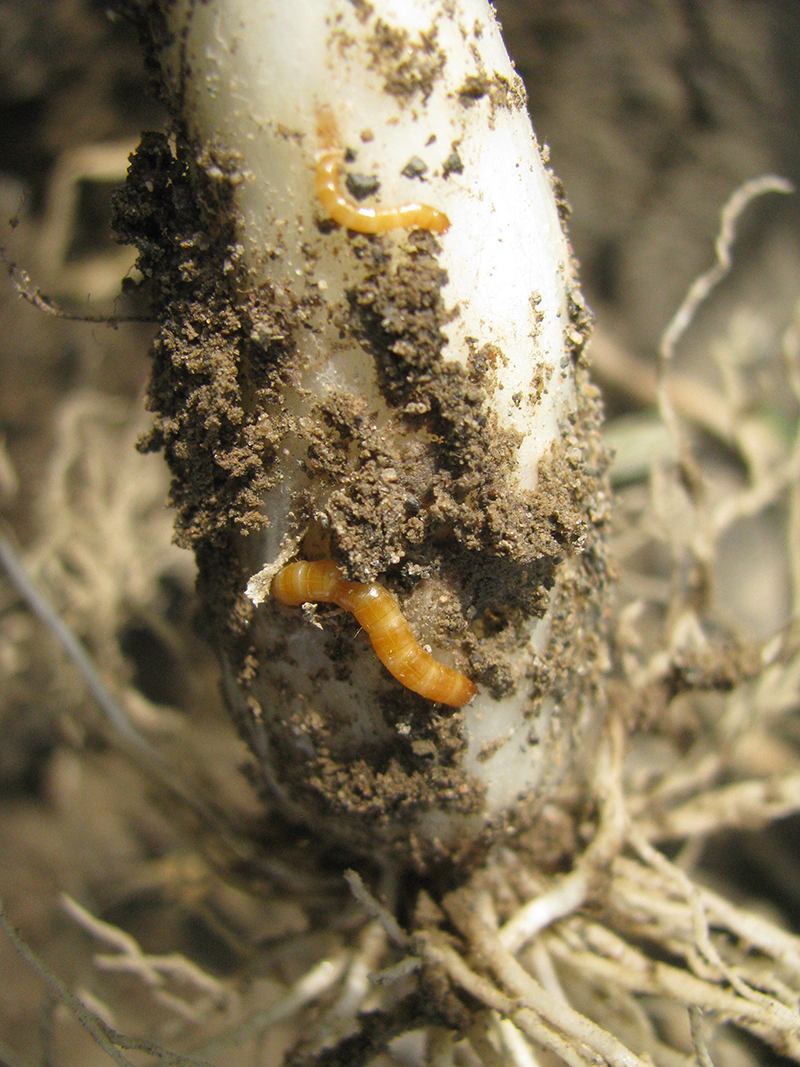 Wireworms feeding on an onion plant in a bunching onion (CFC = cepa fistulosum cross) seed crop.