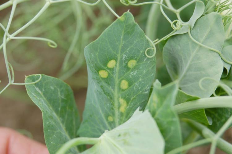 Photo of yellow-spotting on leaves due to application of a combination of basagran + metribuzin + In-Place.
