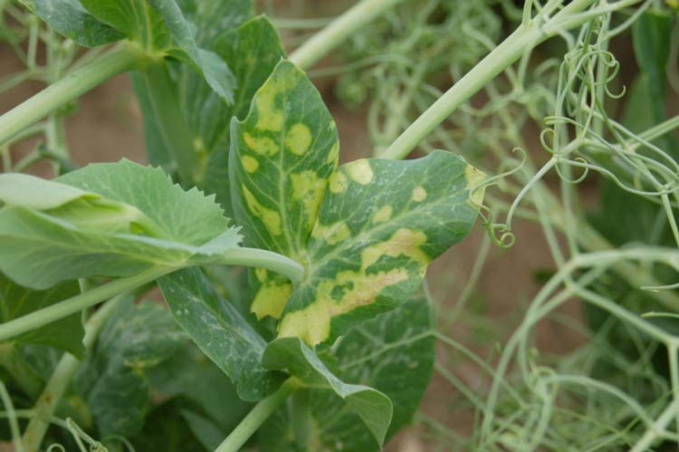 Photo of severe yellow chlorotic areas on pea leaves several weeks after they were sprayed with a combination of basagran + metribuzin + In-place