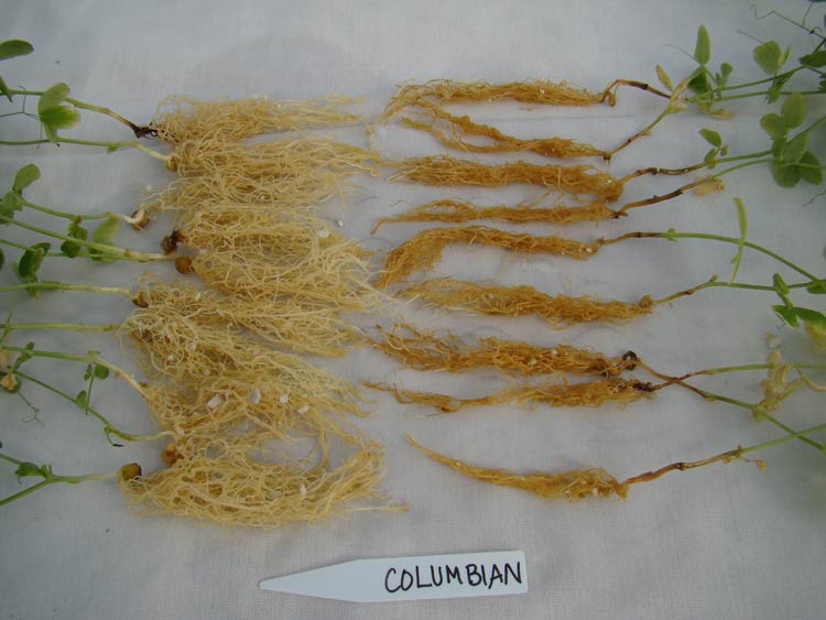 Photo of aphanomyces root rot on pea roots