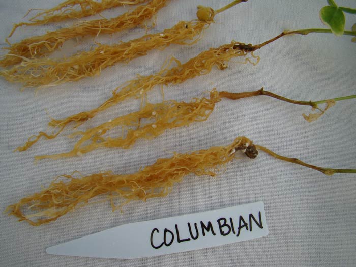 Photo of aphanomyces root rot showing carmel color of infected roots