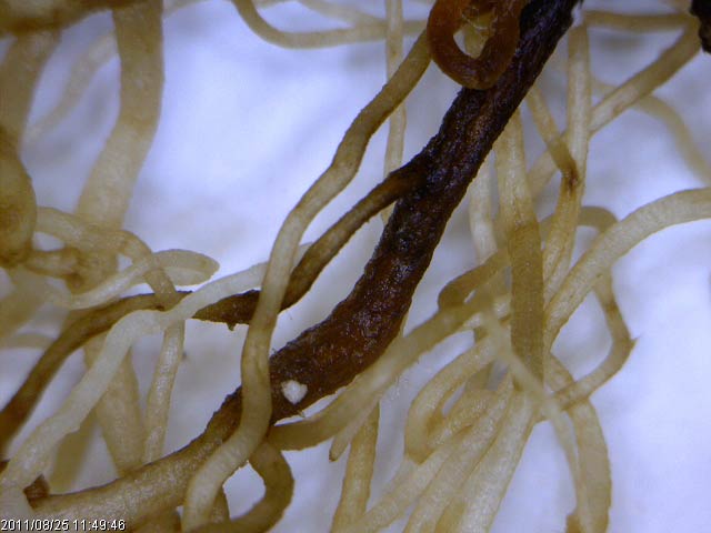 Photo of fusarium root rot of pea