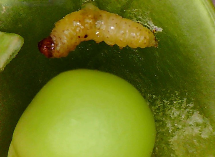 Photo of pea moth in pea pod