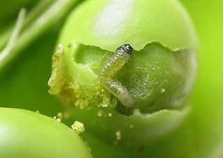 Photo of pea moth larva feeding on pea