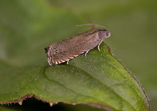 Photo of adult pea moth reared from the larva
