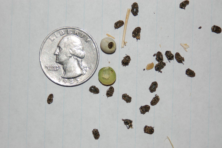 Photo of pea weevils