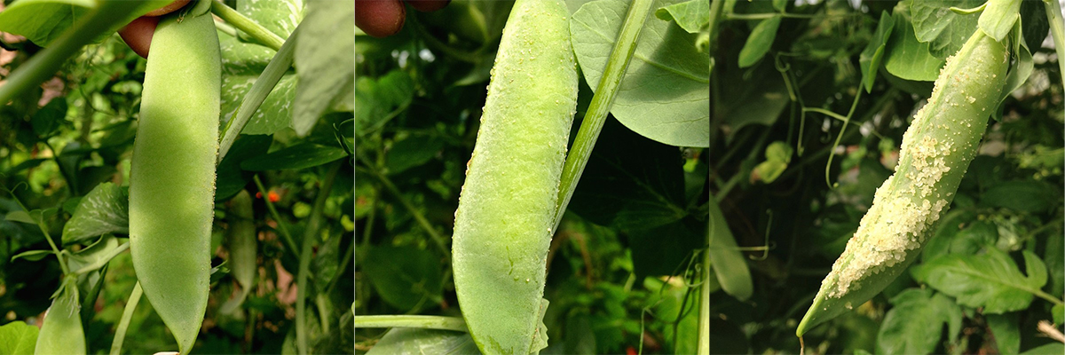 Increasingly severe symptoms of edema on pods of the pea cv. Mrs. Van’s. Peas within the pods do not develop symptoms and are edible.