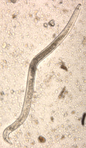 Photo of root lesion nematode from an infected pea root.