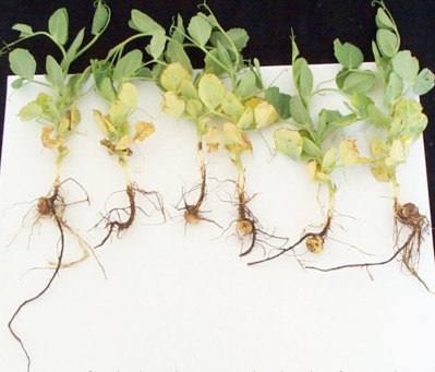Photo of pea root infested with root lesion nematodes