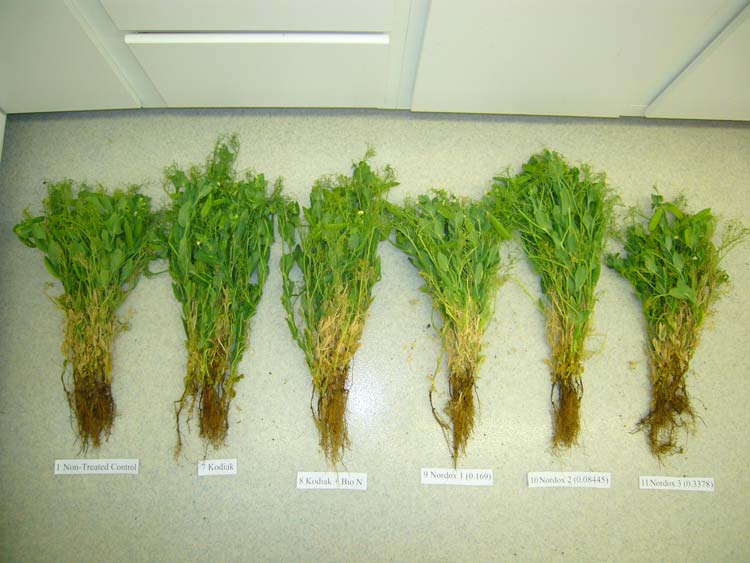 Photo of symptoms of root rot complex on pea
