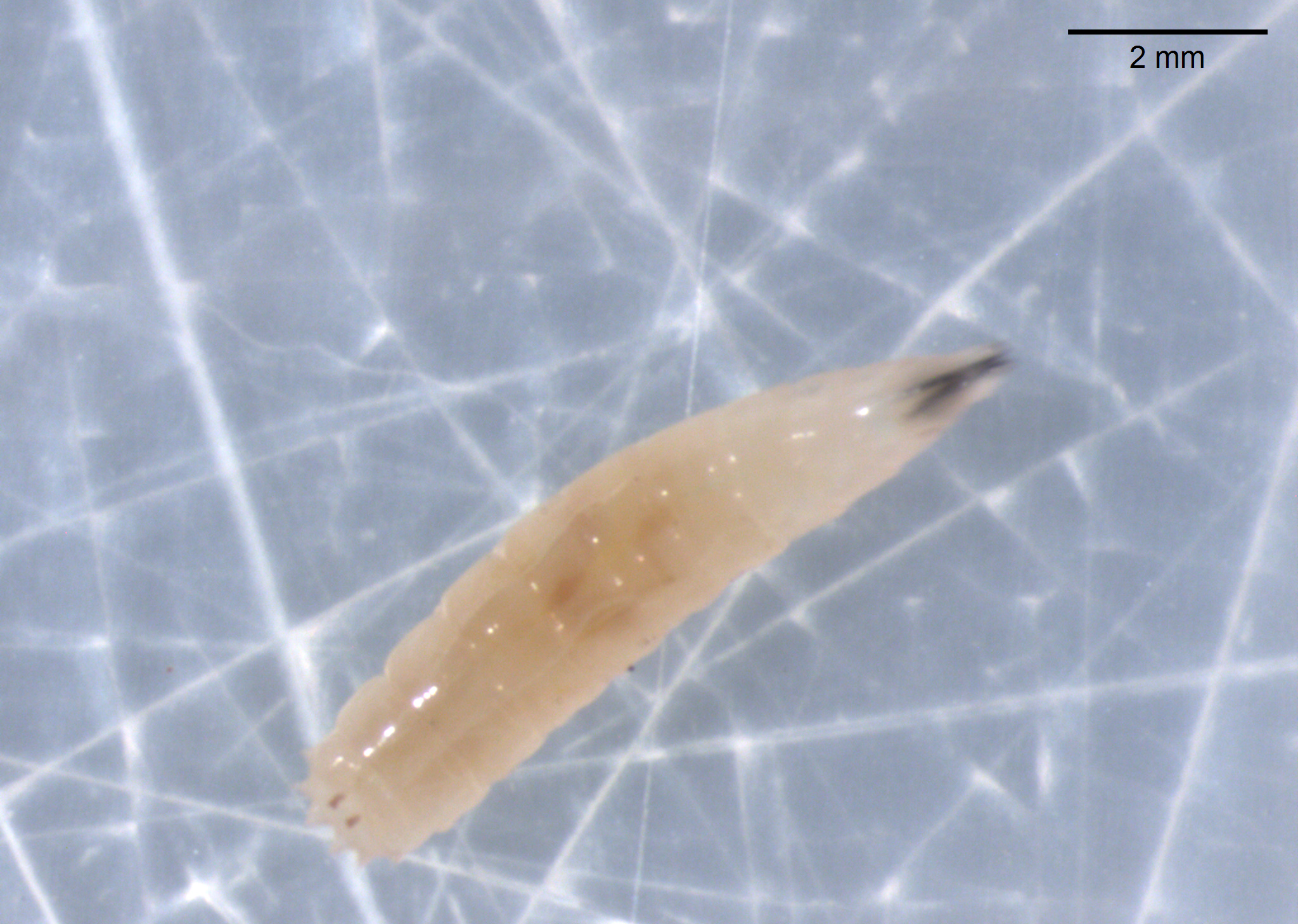 Magnified image of a seedcorn maggot.