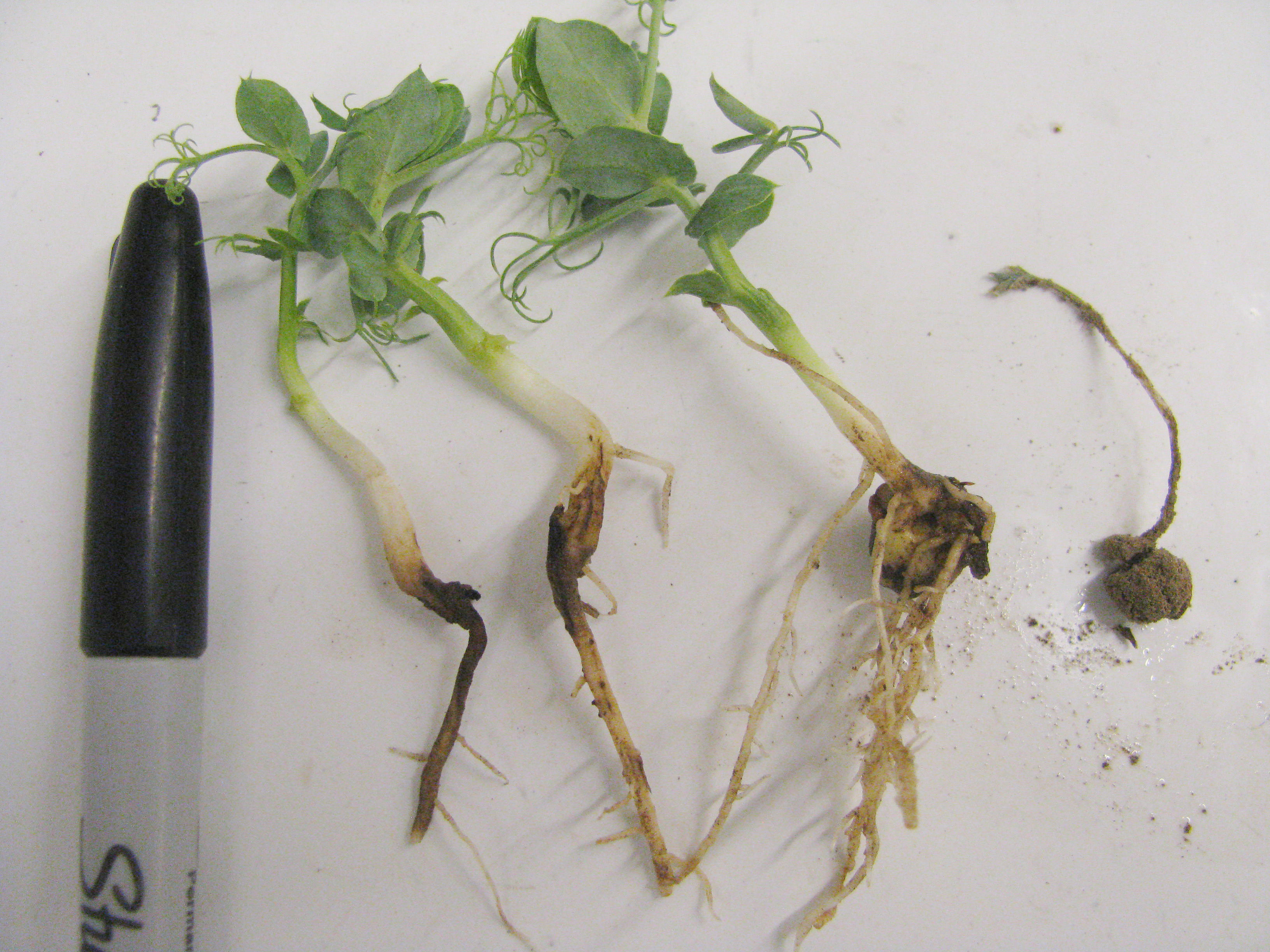Damage to pea seedlings caused by the seedcorn maggot.