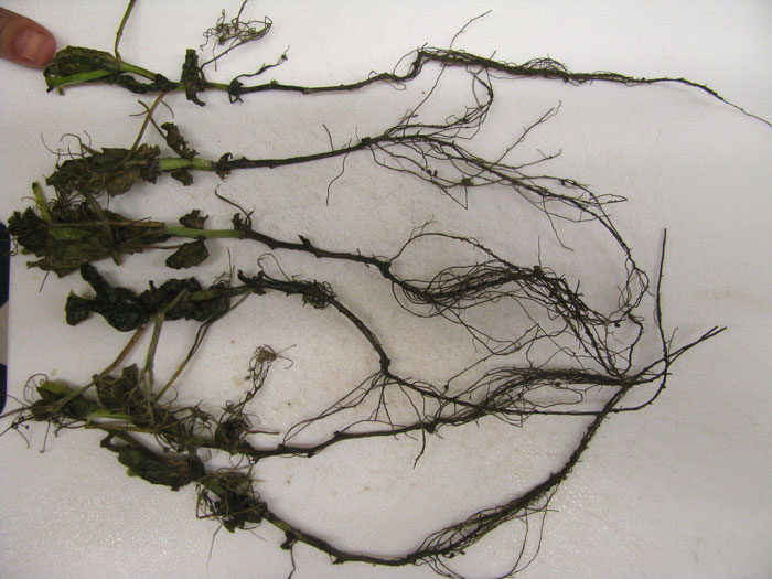 Photo of pea plant showing symptoms of thielaviopsis root rot