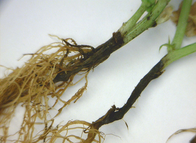 Photo of pea plant showing symptoms of thielaviopsis root rot
