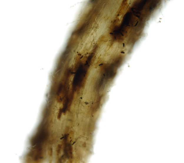 Close-up photo of symptoms thielaviopsis root rot