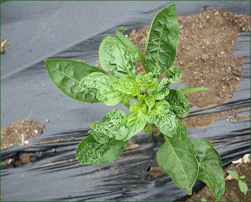 Photo of aminopyralid toxicity to pepper