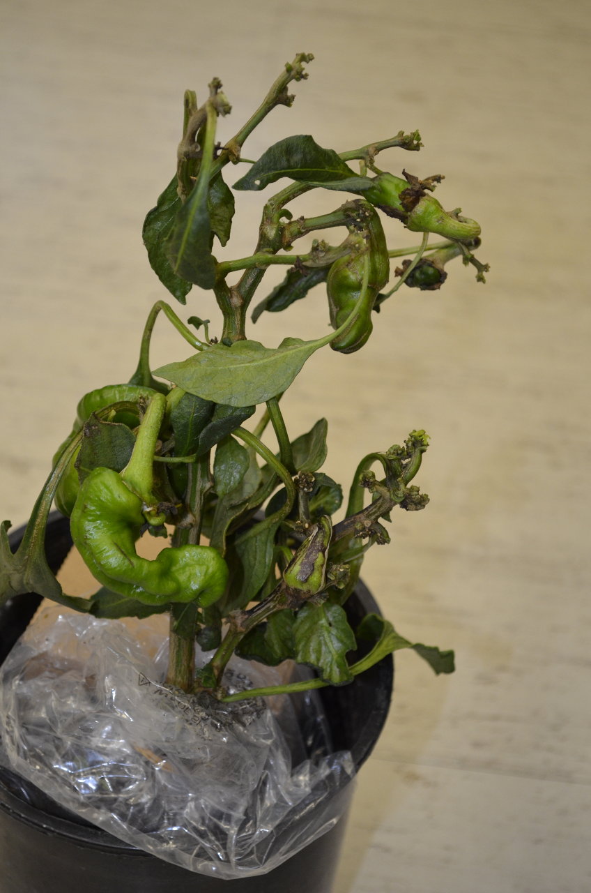 Severe damage to pepper plants caused by broad mites.