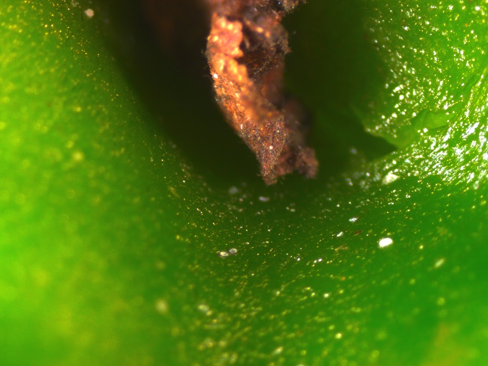 Close-up image of broad mite eggs on pepper.