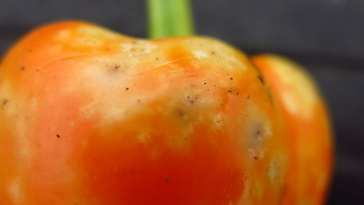 Photo of symptoms of feeding injury on pepper fruit from the brown marmorated stink bug