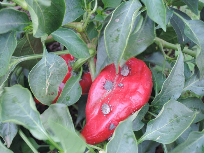 Photo of brown marmorated stink bugs feeding on pepper fruit