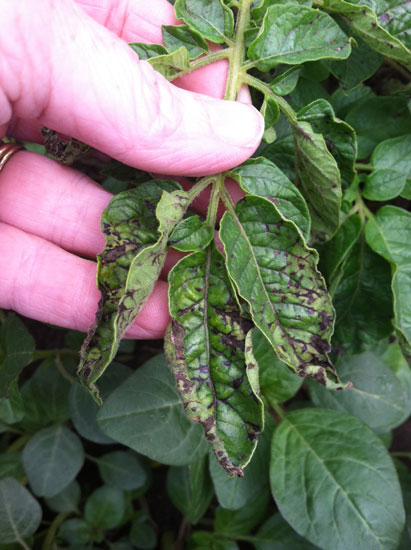 Photo of symptoms of PVY infection on the potato cultivar Canela Russet