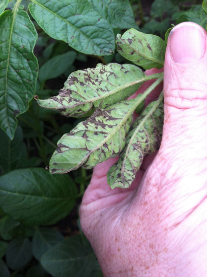 Photo of symptoms of PVY infection on the potato cultivar Canela Russet
