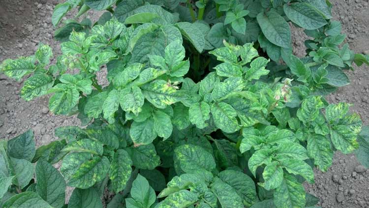 Photo of severe symptoms of Potato virus Y infection on the potato cultivar Chieftain